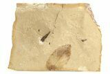 Fossil Plant Leaf - McAbee, BC #276356-1